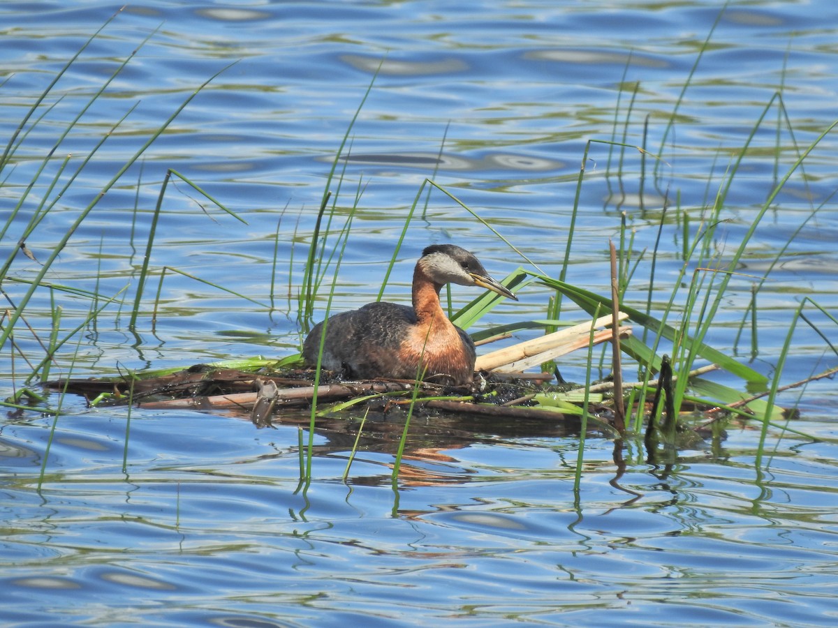 Red-necked Grebe - ML620462474