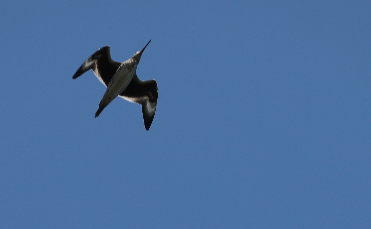 willetsnipe (semipalmata) - ML620462475