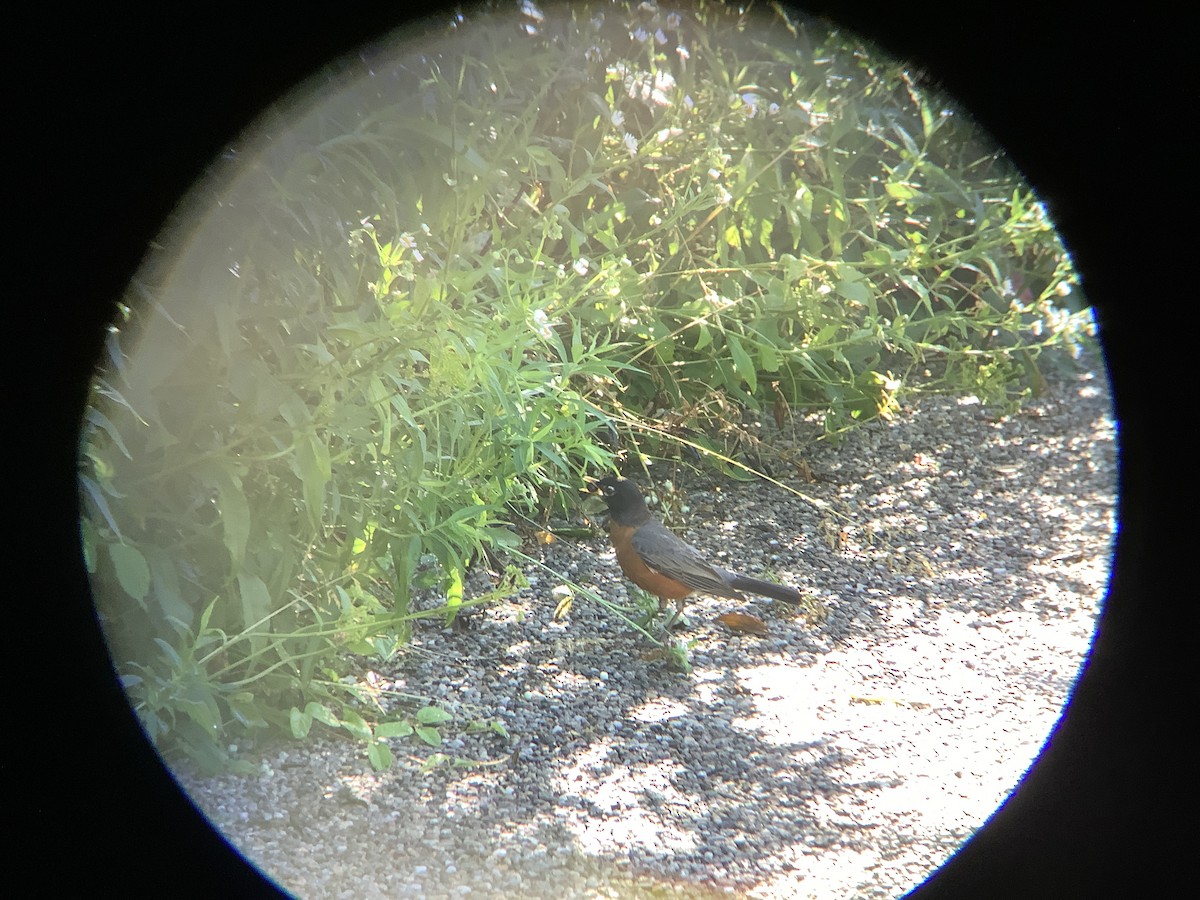 American Robin - ML620462476