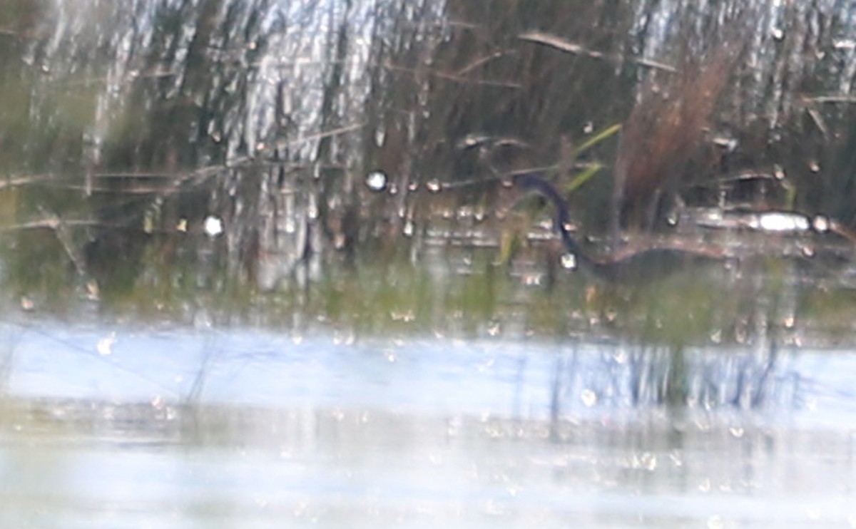 Tricolored Heron - ML620462478