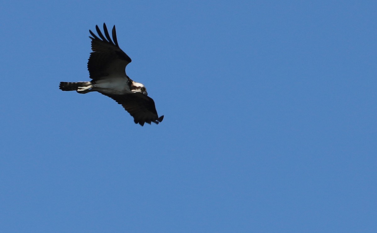 Osprey (carolinensis) - ML620462479