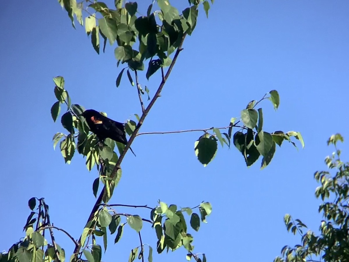 Red-winged Blackbird - ML620462480