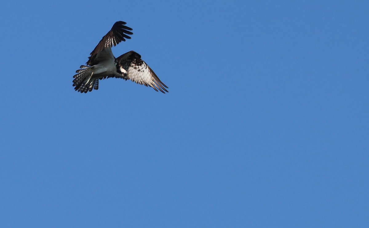 Balbuzard pêcheur (carolinensis) - ML620462481