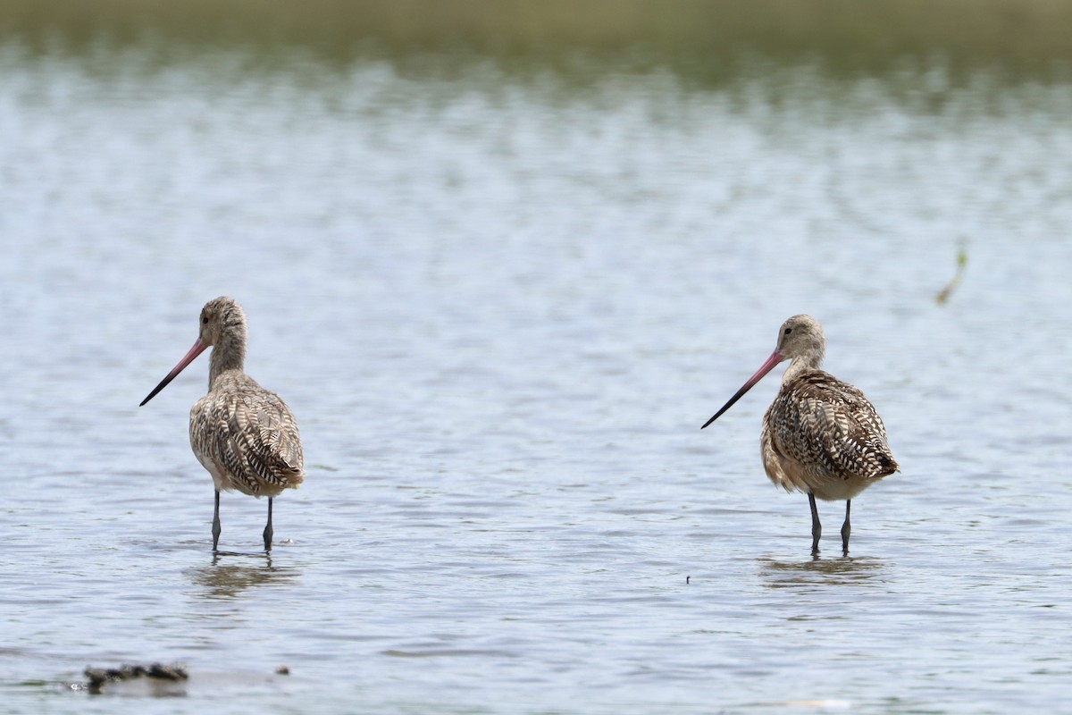 Marbled Godwit - ML620462487