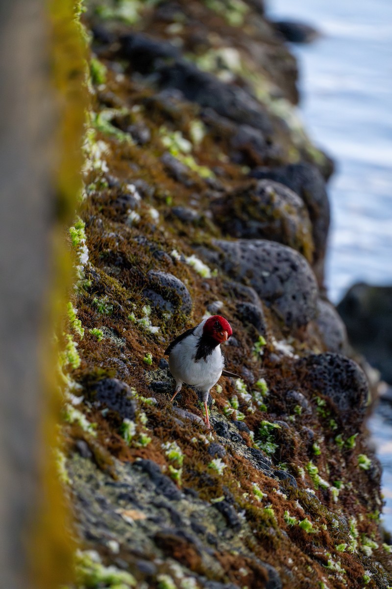 Yellow-billed Cardinal - ML620462496