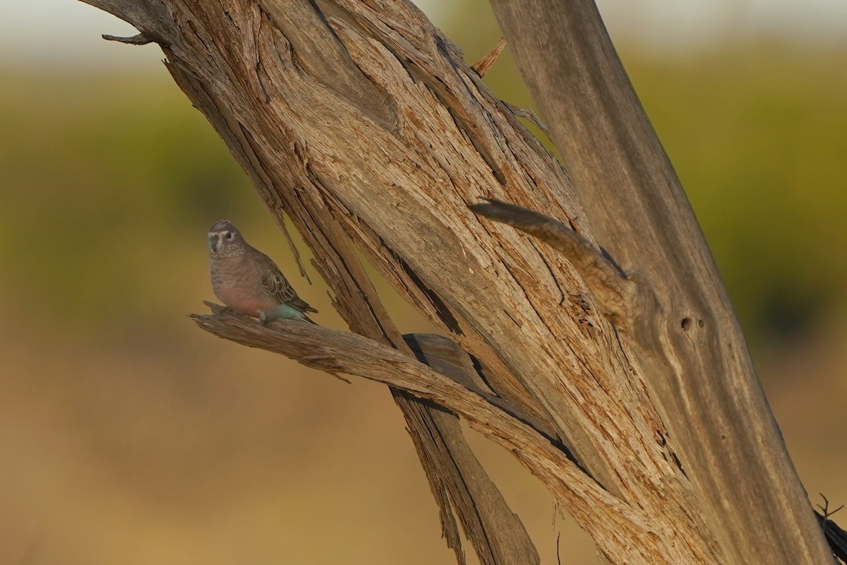 Bourke's Parrot - ML620462499