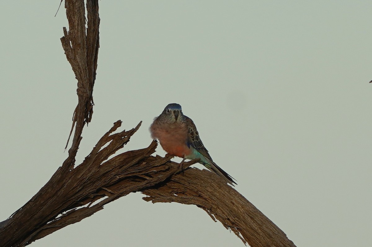 Bourke's Parrot - ML620462500