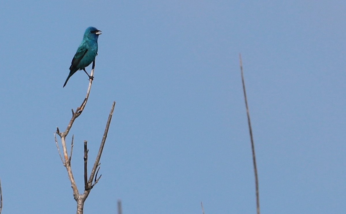 Indigo Bunting - ML620462501