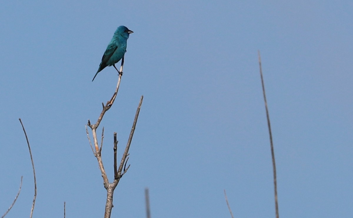 Indigo Bunting - ML620462507