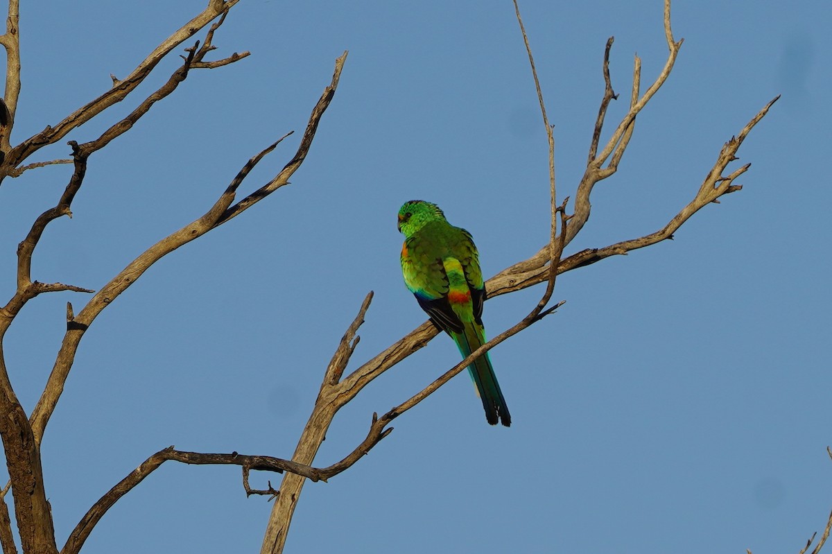 Mulga Parrot - ML620462510