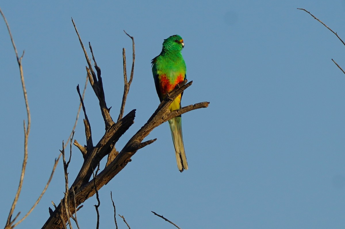 Разноцветный попугайчик - ML620462511