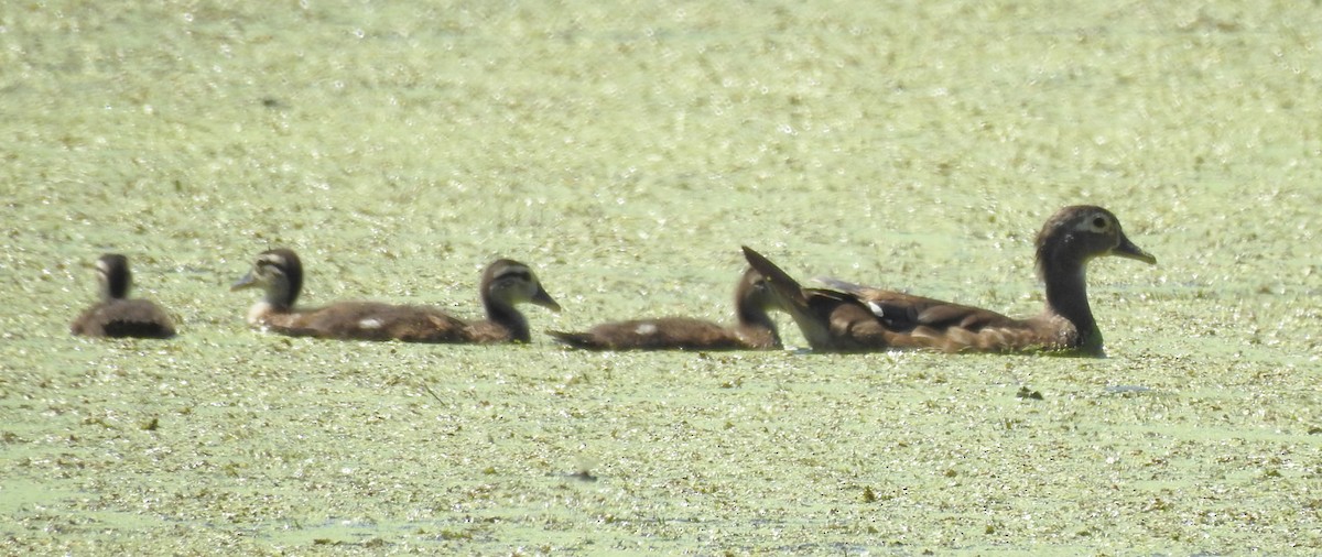 Wood Duck - ML620462512