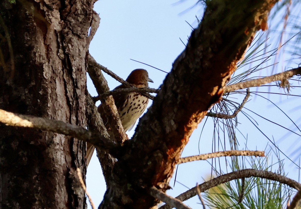 Brown Thrasher - ML620462515