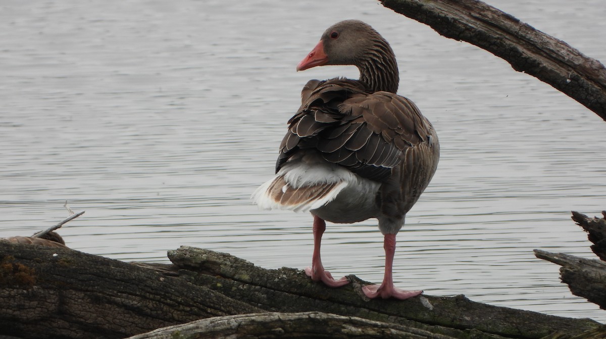 Graylag Goose - ML620462519