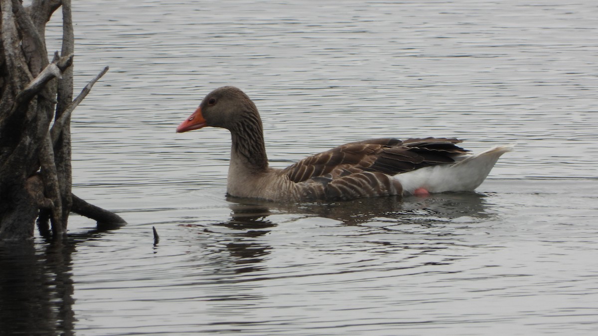 Graylag Goose - ML620462520