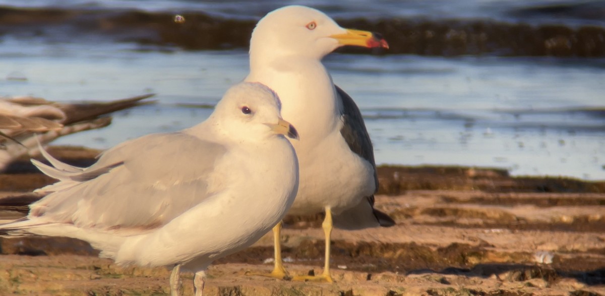 Ring-billed Gull - ML620462521