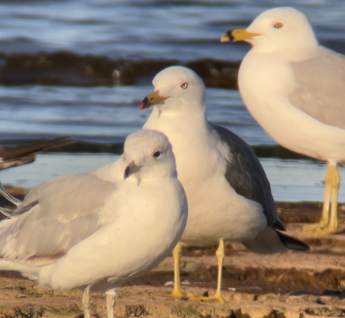 Ring-billed Gull - ML620462531