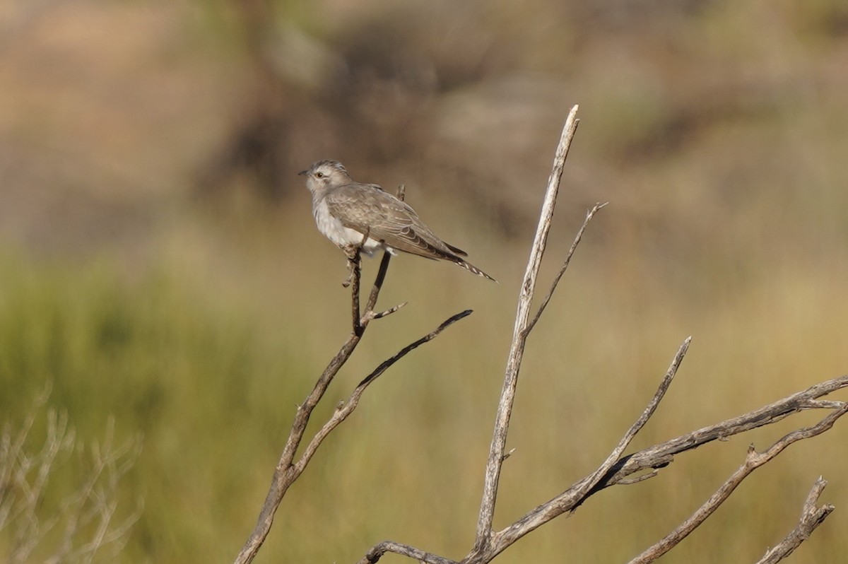 Pallid Cuckoo - ML620462535