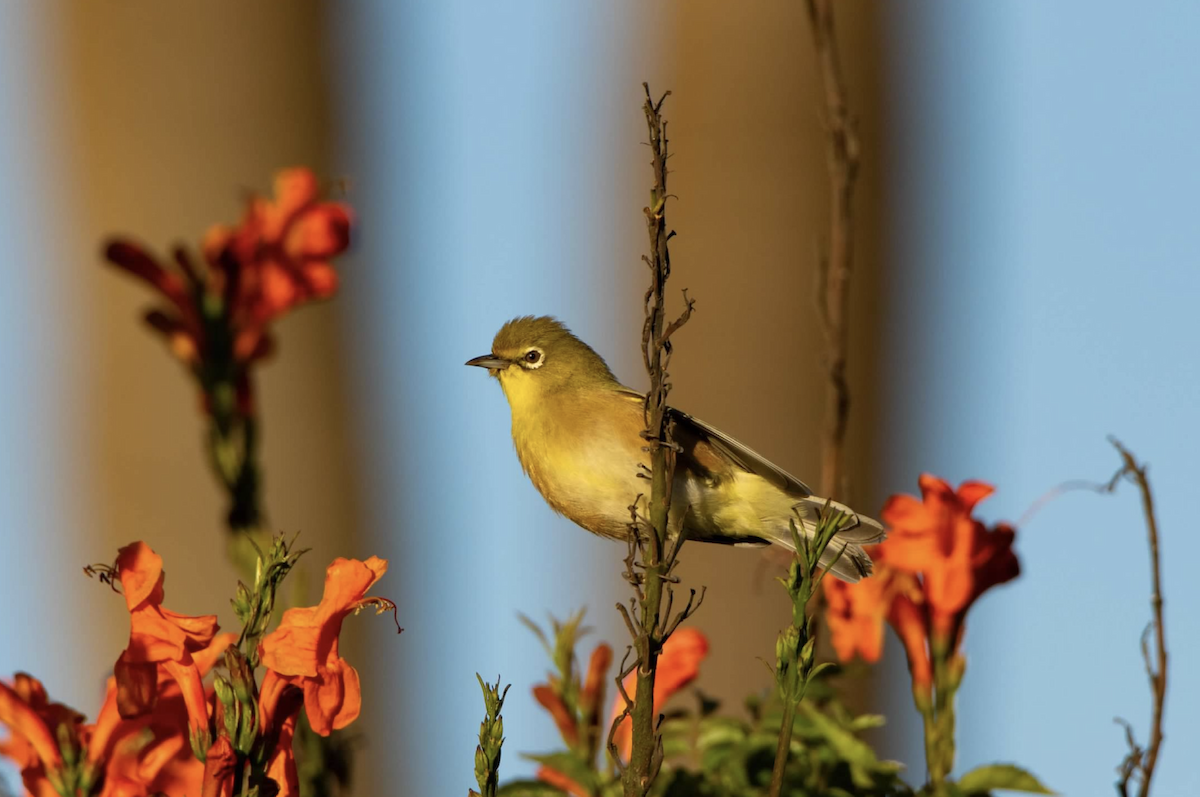 Oranjebrillenvogel - ML620462541