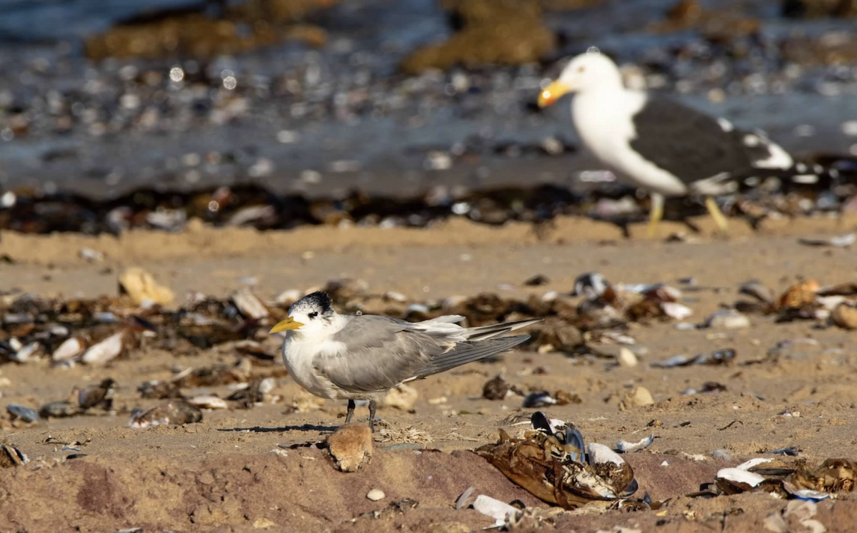 Great Crested Tern - ML620462542