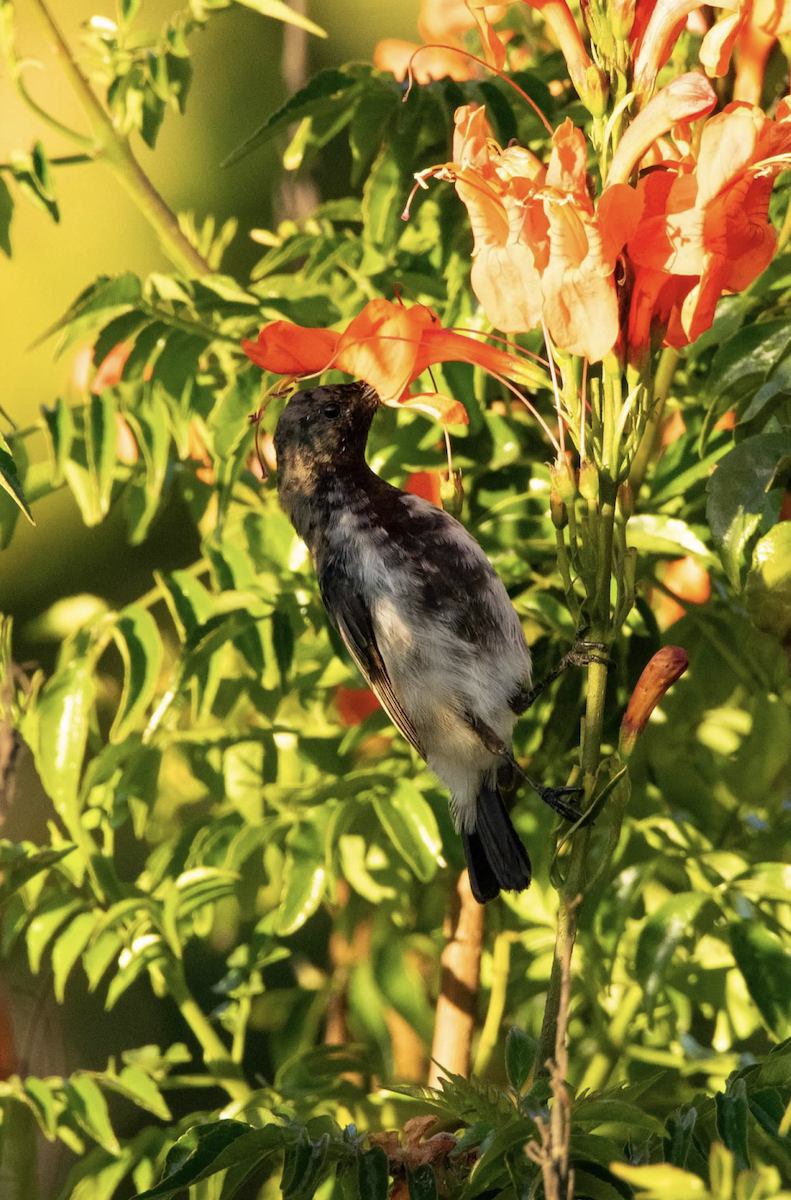 Dusky Sunbird - ML620462544