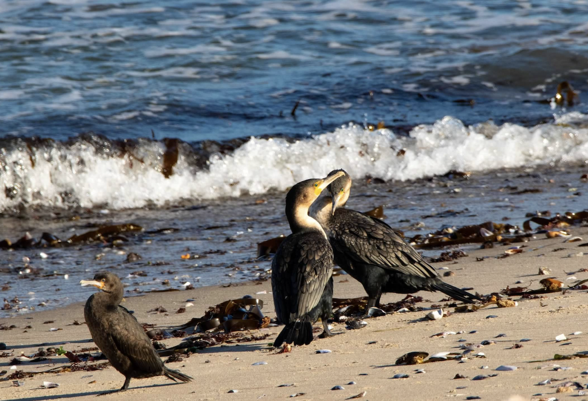 Great Cormorant - ML620462547