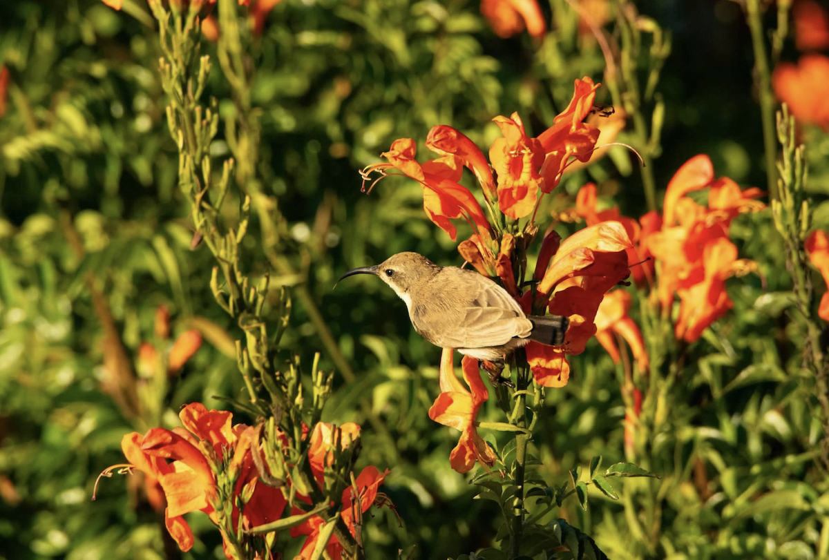 Dusky Sunbird - ML620462548