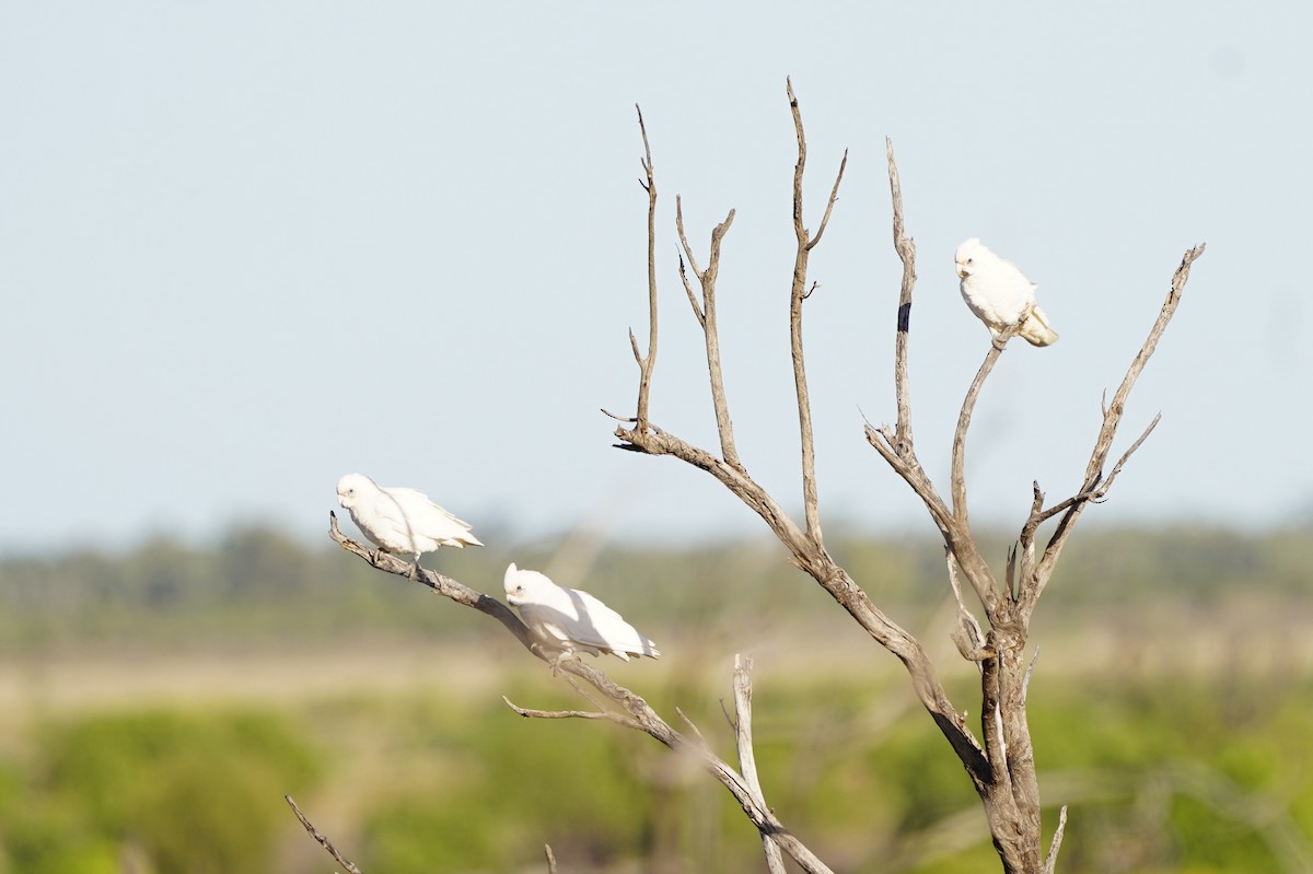 kakadu naholící - ML620462552