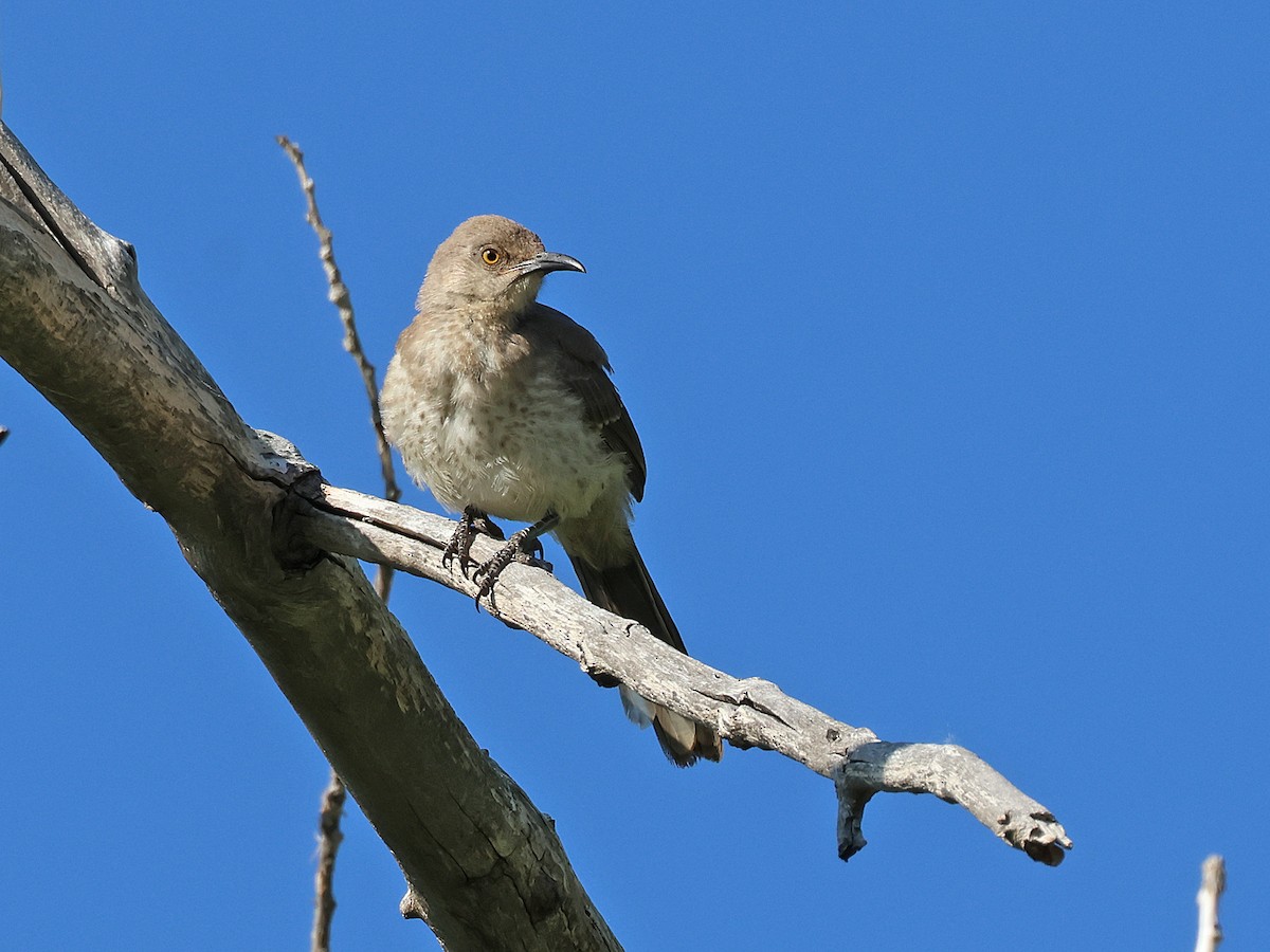 Curve-billed Thrasher - ML620462553