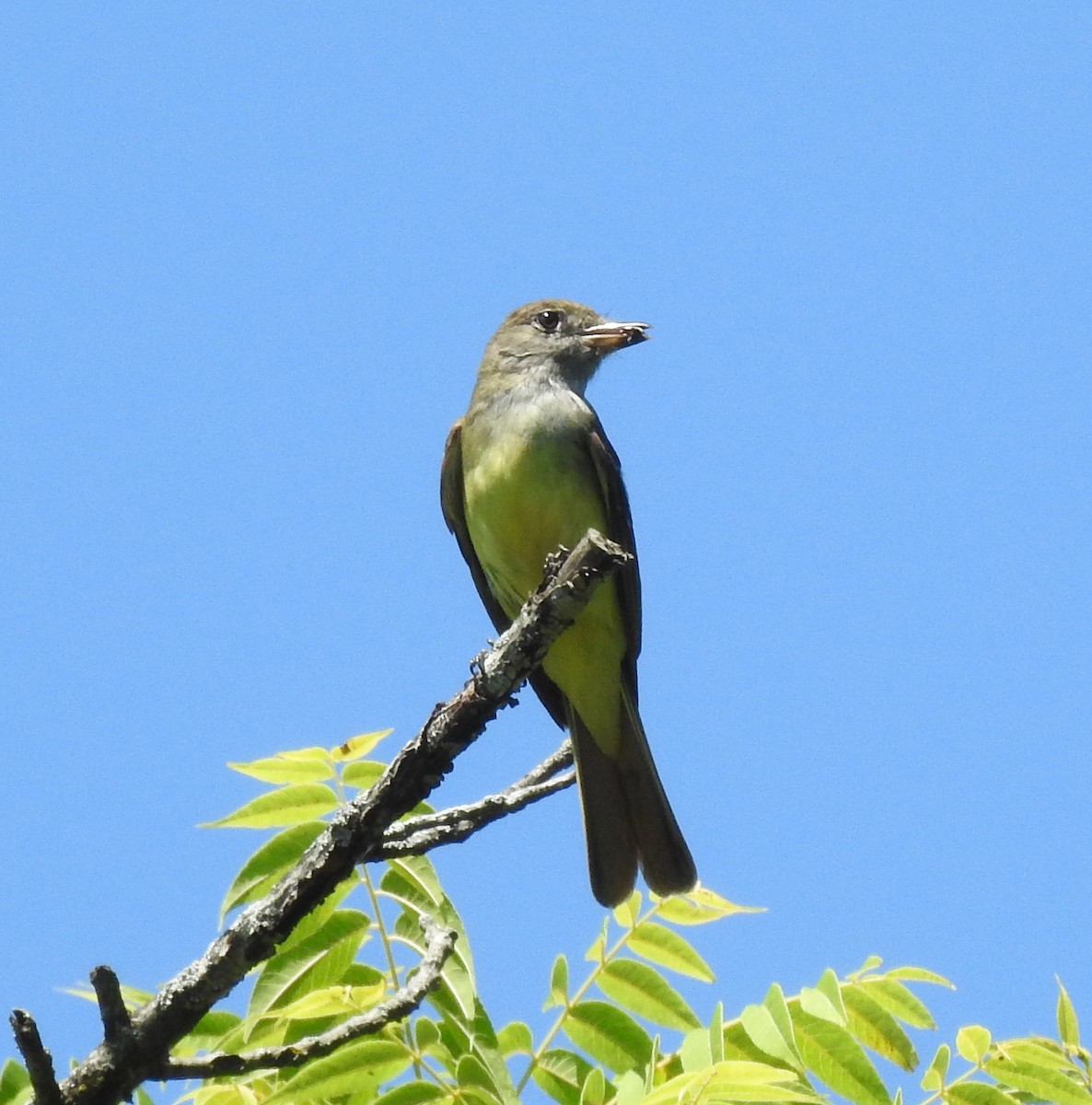 Great Crested Flycatcher - ML620462559