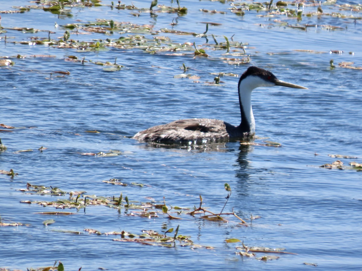 Western Grebe - ML620462564