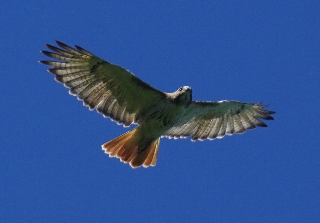 Red-tailed Hawk - ML620462570