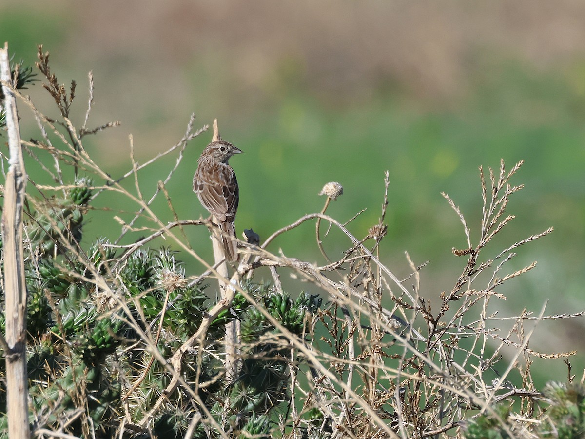 Cassin's Sparrow - ML620462571