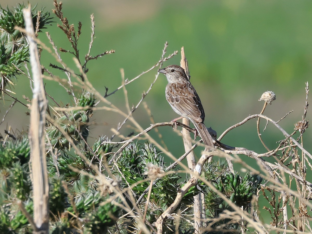 Cassin's Sparrow - ML620462572