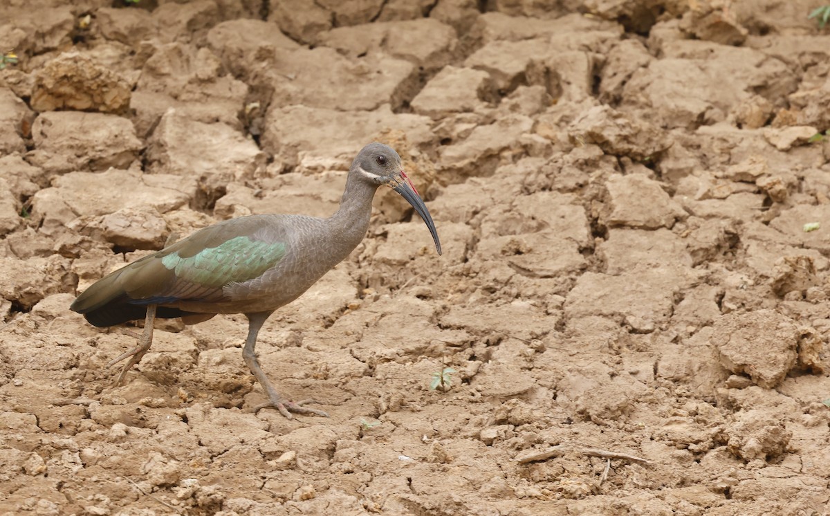 Hadada Ibis - ML620462574