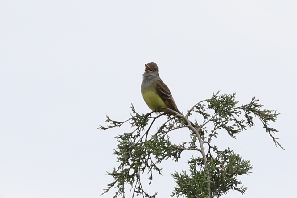 Great Crested Flycatcher - ML620462575