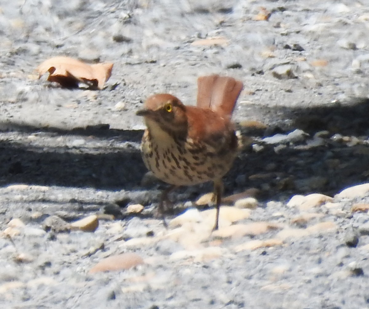 Brown Thrasher - ML620462578