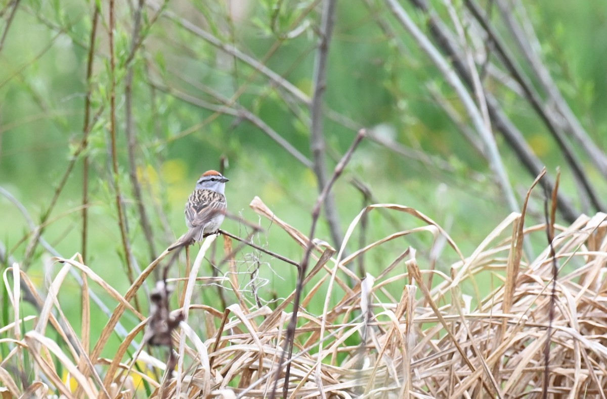 Chipping Sparrow - ML620462580