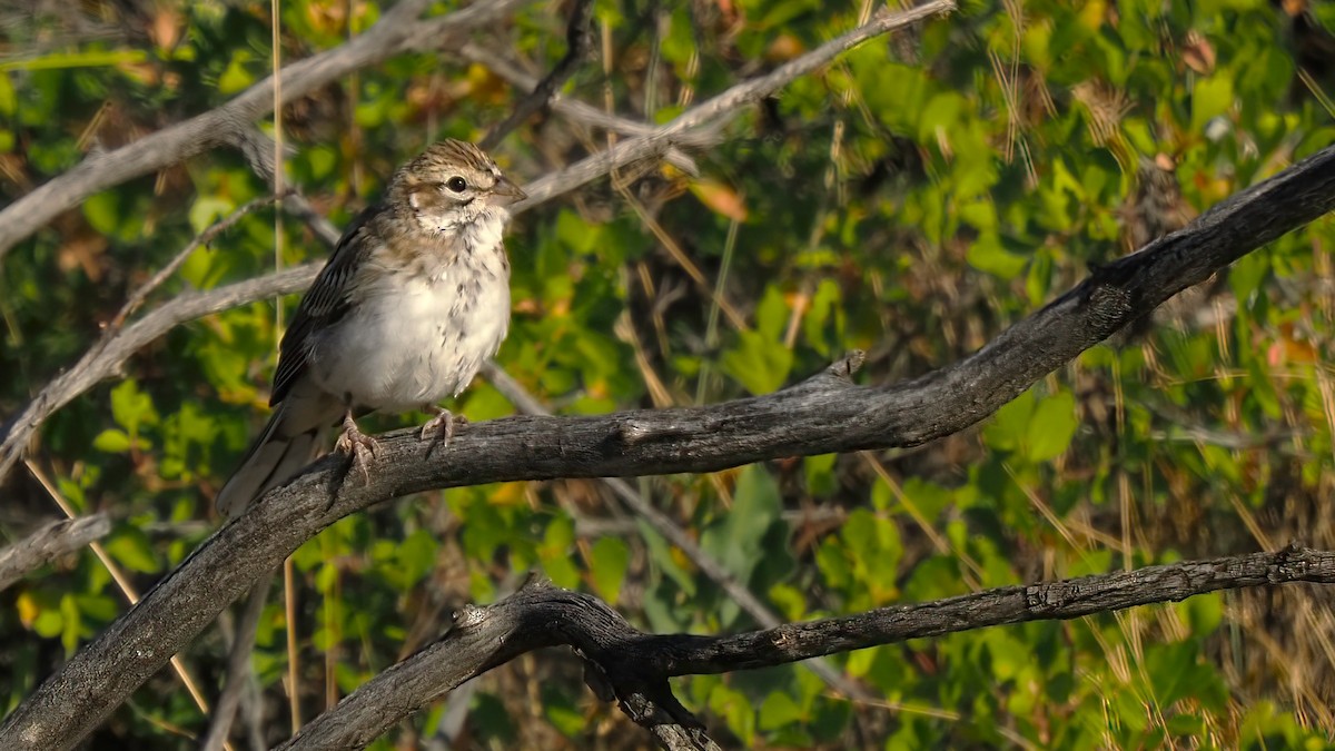 Lark Sparrow - ML620462582