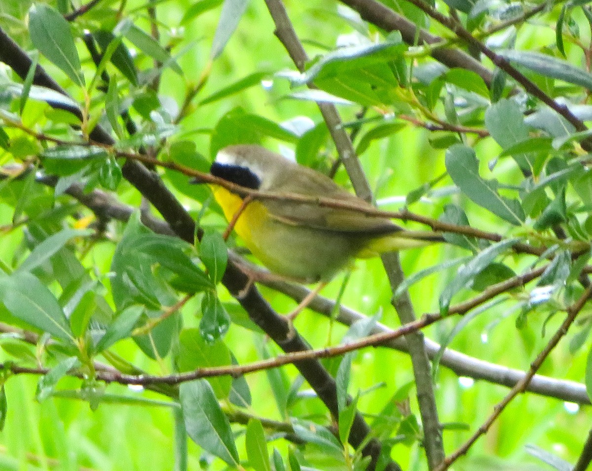 Common Yellowthroat - ML620462592