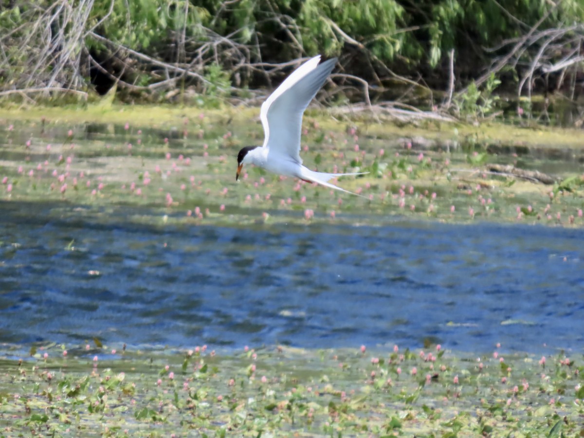 Forster's Tern - ML620462595