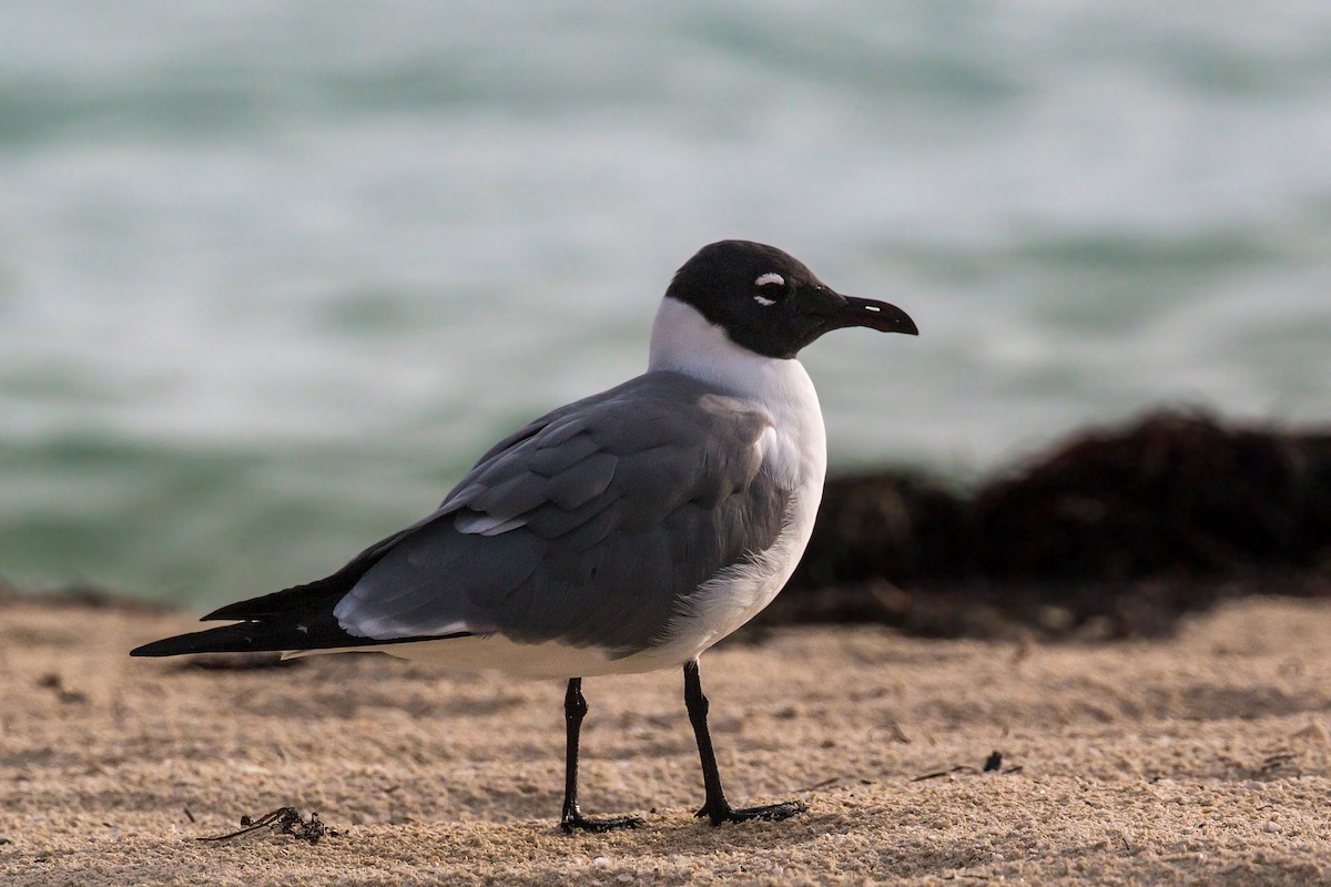 Mouette atricille - ML620462605