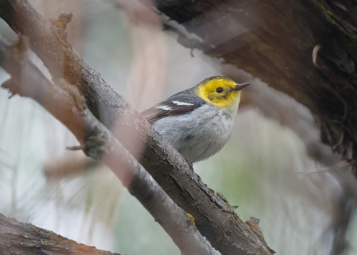 Hermit Warbler - Darren Clark