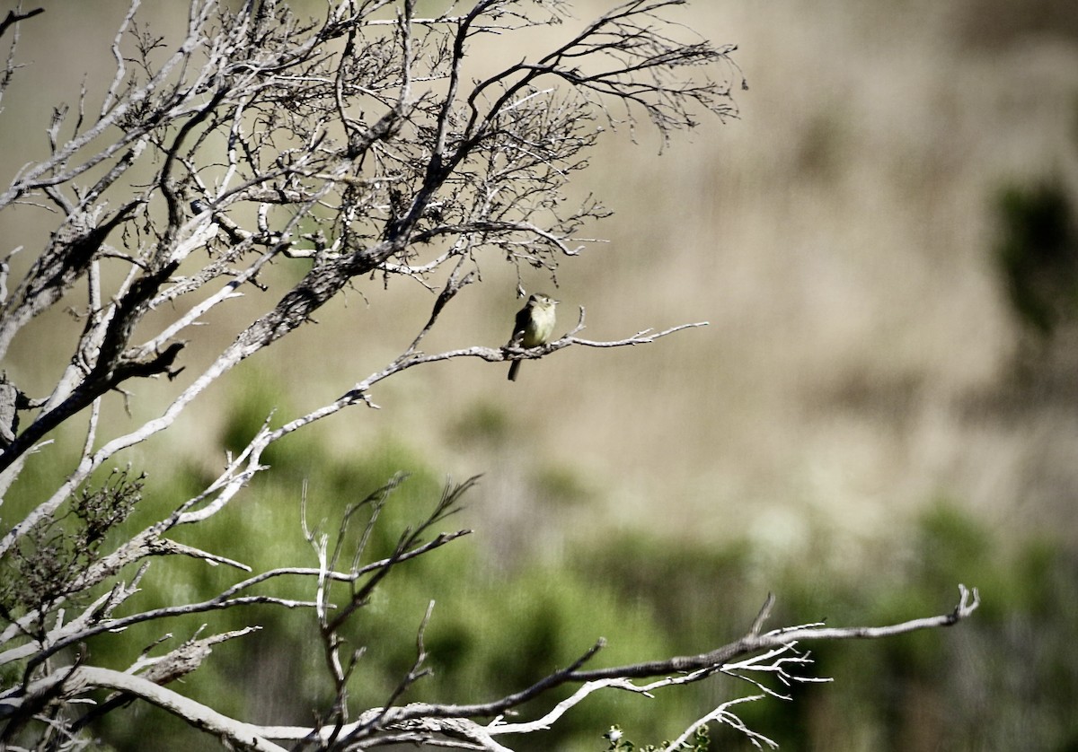 Western Flycatcher (Pacific-slope) - ML620462615