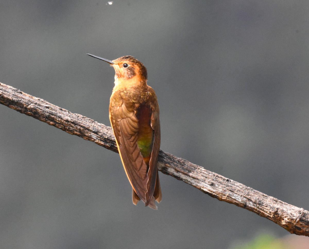 Colibrí Cobrizo - ML620462616