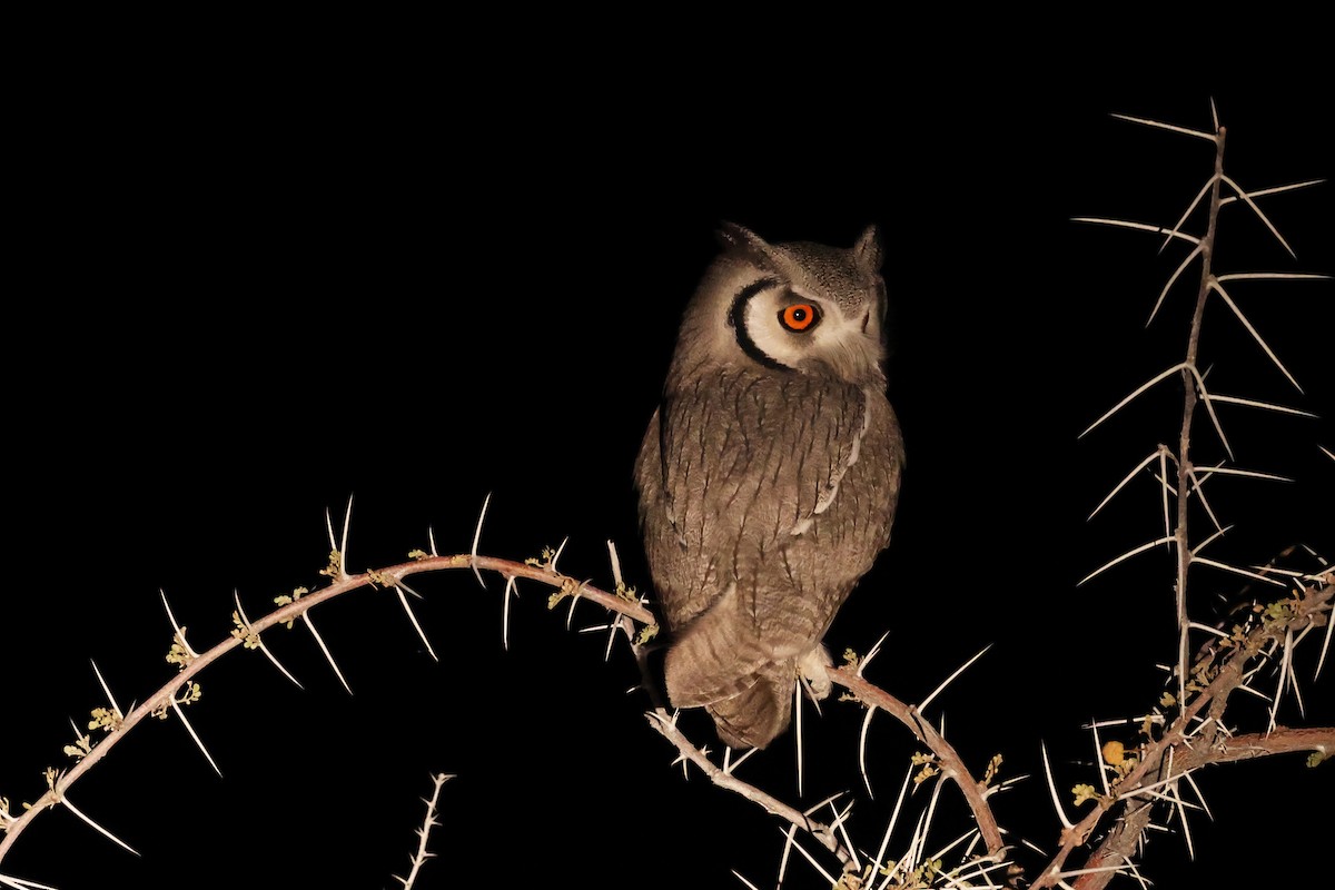 Southern White-faced Owl - ML620462618