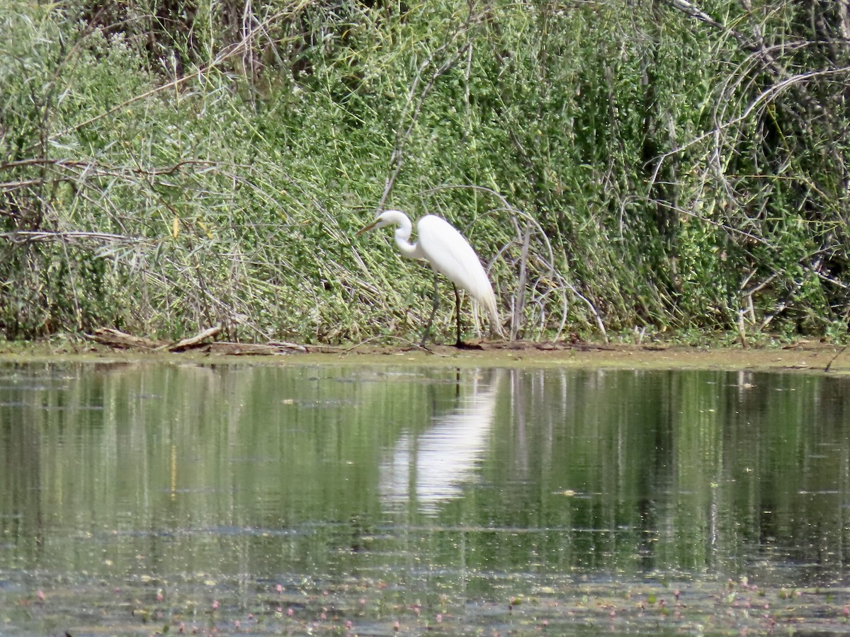 Great Egret - ML620462619