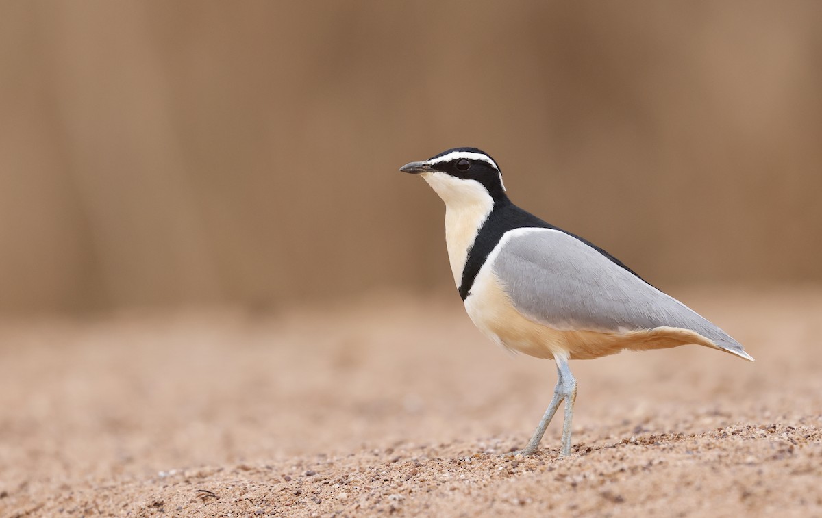 Egyptian Plover - ML620462621