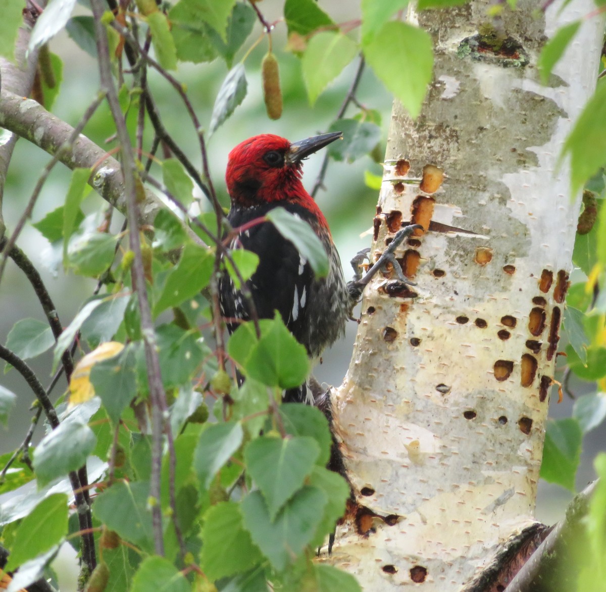Red-breasted Sapsucker - ML620462623