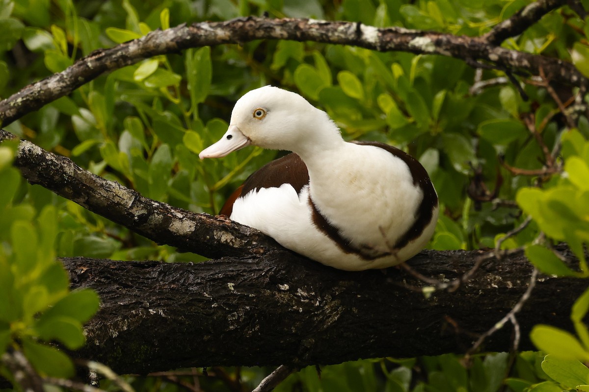 Radjah Shelduck - ML620462625